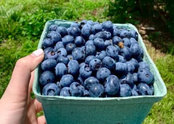 Are-Blueberries-Great-For-Mens-Well-Being