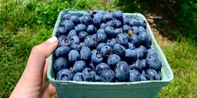 Are-Blueberries-Great-For-Mens-Well-Being