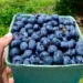 Are-Blueberries-Great-For-Mens-Well-Being